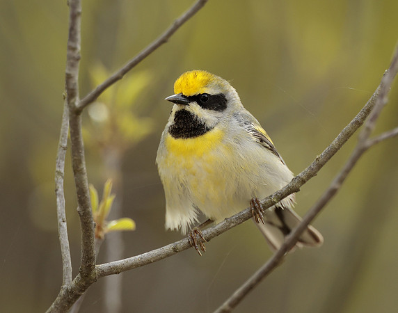 Golden-winged Warbler Vermivora chrysoptera hybid