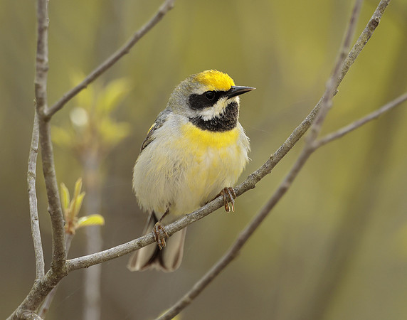 Golden-winged Warbler Vermivora chrysoptera hybid