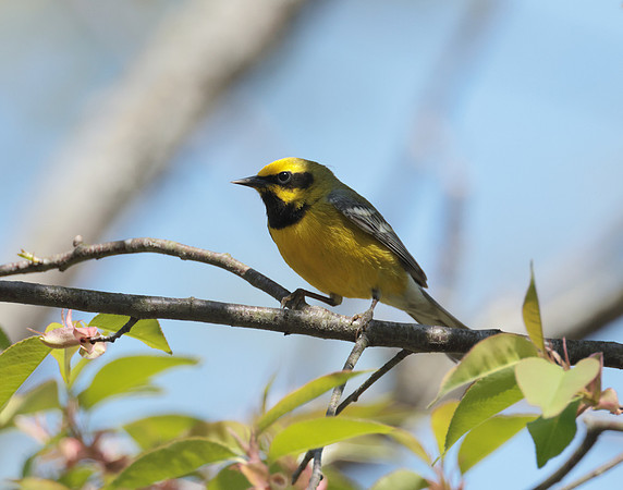 Lawrence's Warbler
