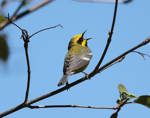 Lawrence's Warbler