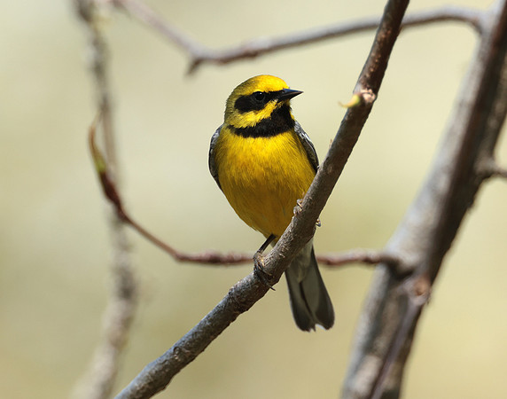 Lawrence's Warbler