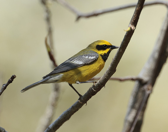 Lawrence's Warbler