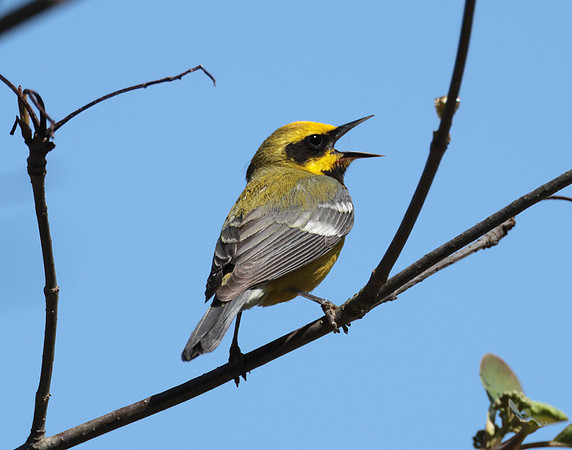 Lawrence's Warbler
