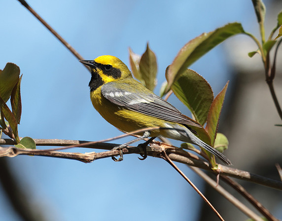Lawrence's Warbler