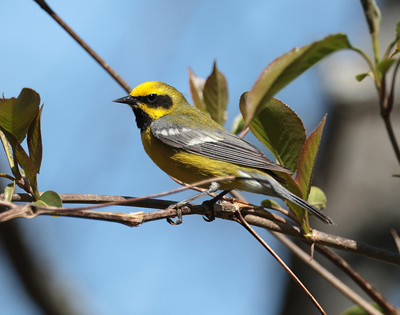 Lawrence's Warbler