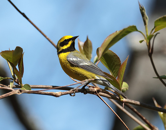 Lawrence's Warbler
