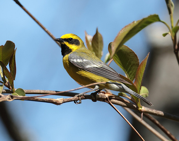 Lawrence's Warbler