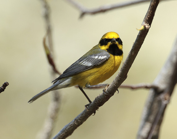 Lawrence's Warbler