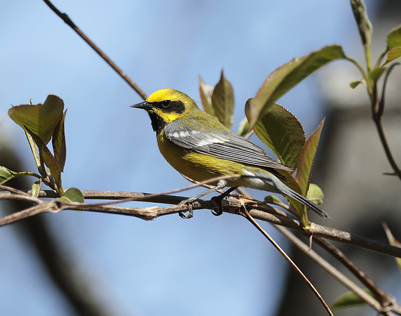 Lawrence's Warbler