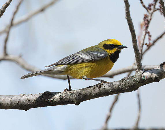 Lawrence's Warbler