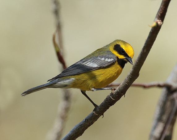 Lawrence's Warbler