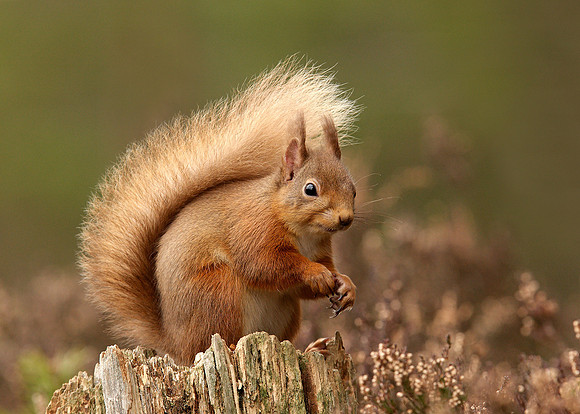 Red Squirrel Sciurus vulgaris