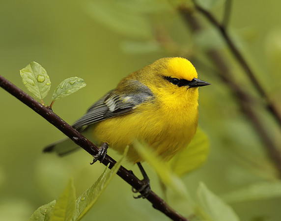 Blue-winged Warbler Vermivora cyanoptera