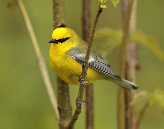 Blue-winged Warbler Vermivora cyanoptera