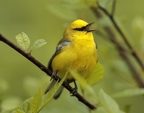 Blue-winged Warbler Vermivora cyanoptera