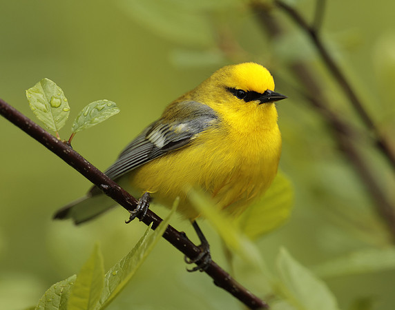 Blue-winged Warbler Vermivora cyanoptera