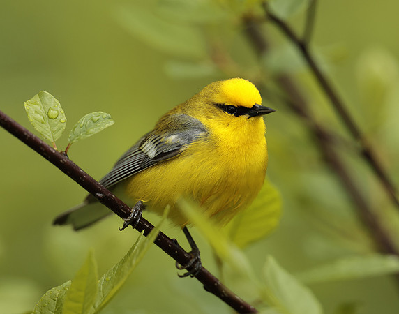 Blue-winged Warbler Vermivora cyanoptera