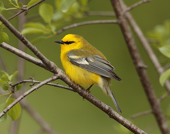 Blue-winged Warbler Vermivora cyanoptera