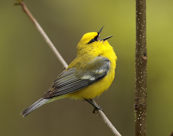 Blue-winged Warbler Vermivora cyanoptera