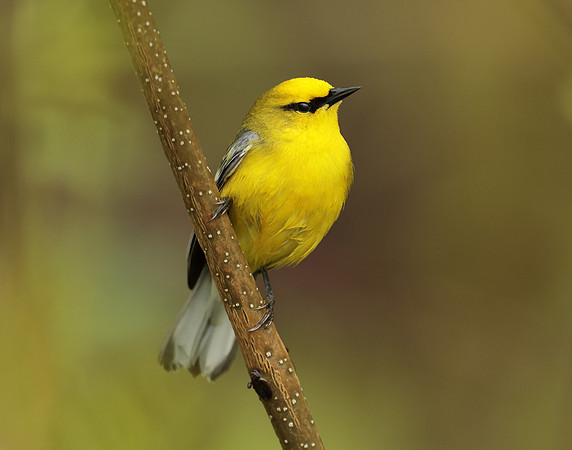 Blue-winged Warbler Vermivora cyanoptera