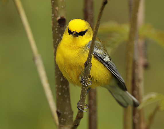 Blue-winged Warbler Vermivora cyanoptera