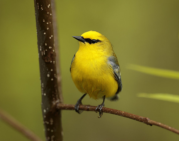 Blue-winged Warbler Vermivora cyanoptera