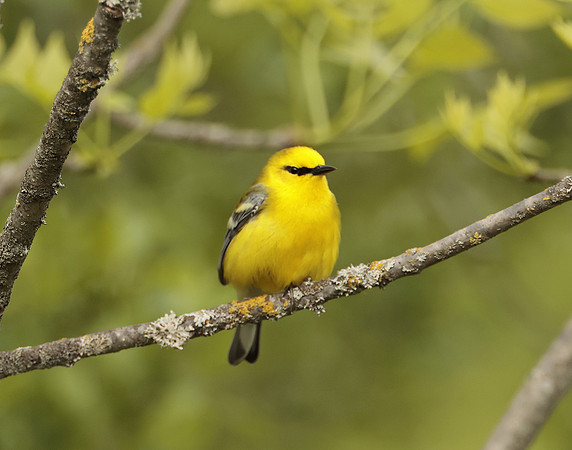 Blue-winged Warbler Vermivora cyanoptera