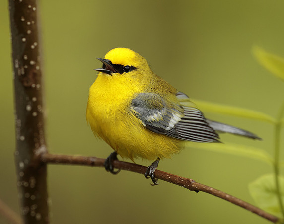 Blue-winged Warbler Vermivora cyanoptera