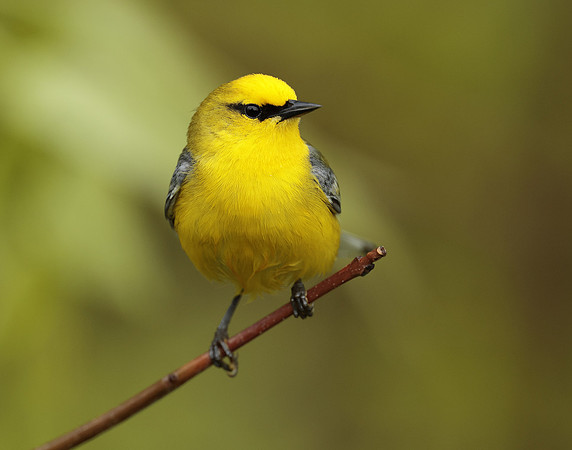 Blue-winged Warbler Vermivora cyanoptera