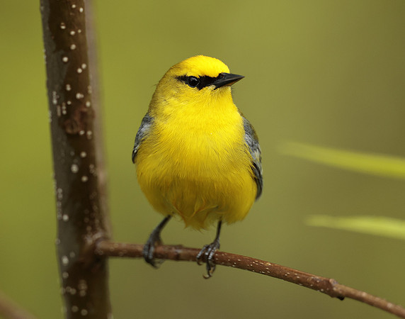 Blue-winged Warbler Vermivora cyanoptera