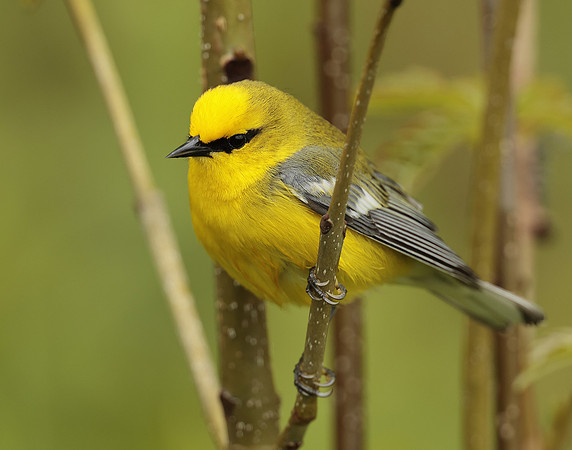 Blue-winged Warbler Vermivora cyanoptera
