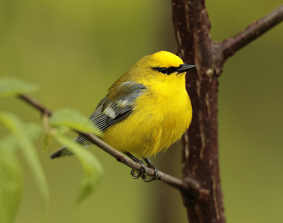 Blue-winged Warbler Vermivora cyanoptera