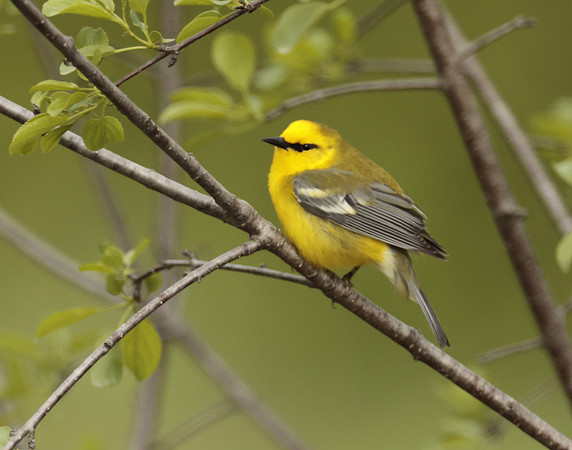 Blue-winged Warbler Vermivora cyanoptera