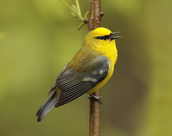 Blue-winged Warbler Vermivora cyanoptera