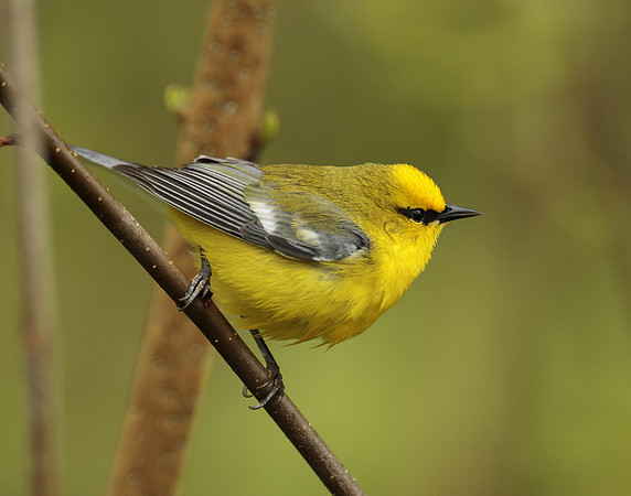 Blue-winged Warbler Vermivora cyanoptera