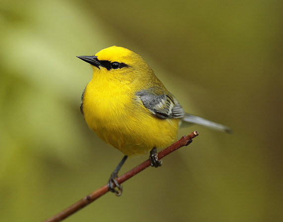 Blue-winged Warbler Vermivora cyanoptera