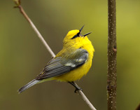 Blue-winged Warbler Vermivora cyanoptera