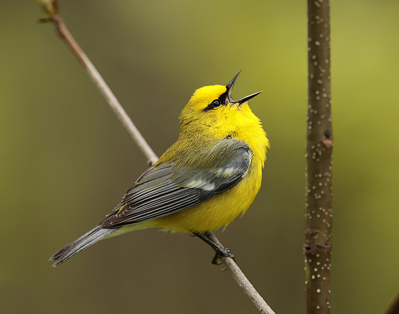 Blue-winged Warbler Vermivora cyanoptera