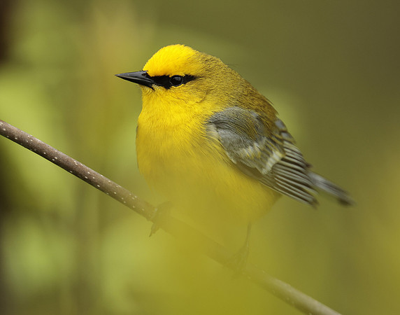 Blue-winged Warbler Vermivora cyanoptera