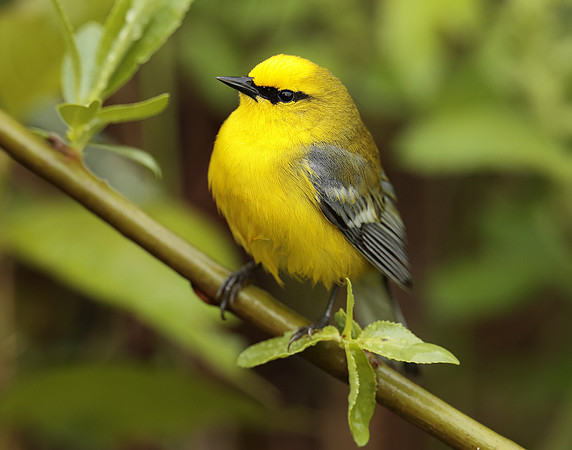 Blue-winged Warbler Vermivora cyanoptera
