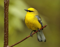 Blue-winged Warbler Vermivora cyanoptera