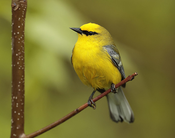 Blue-winged Warbler Vermivora cyanoptera