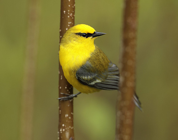 Blue-winged Warbler Vermivora cyanoptera