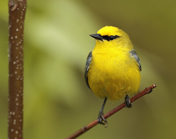 Blue-winged Warbler Vermivora cyanoptera