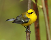 Blue-winged Warbler Vermivora cyanoptera