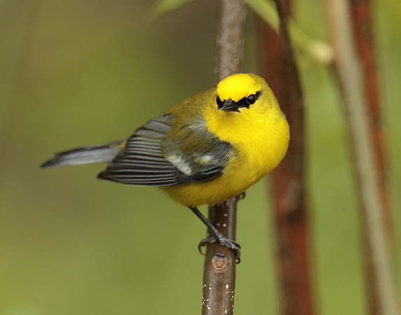 Blue-winged Warbler Vermivora cyanoptera