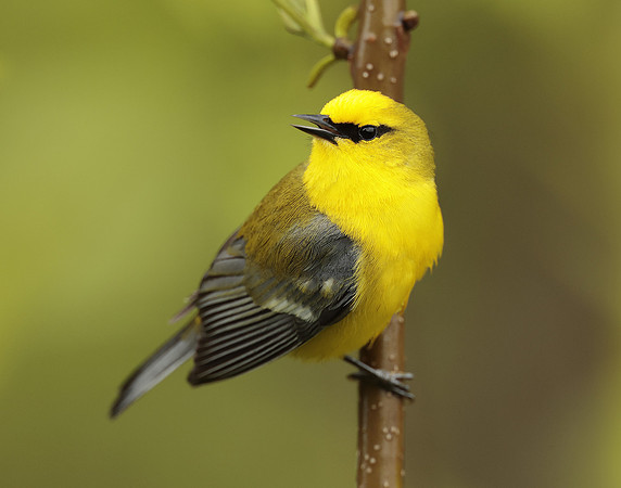 Blue-winged Warbler Vermivora cyanoptera
