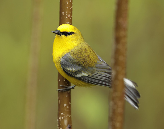 Blue-winged Warbler Vermivora cyanoptera