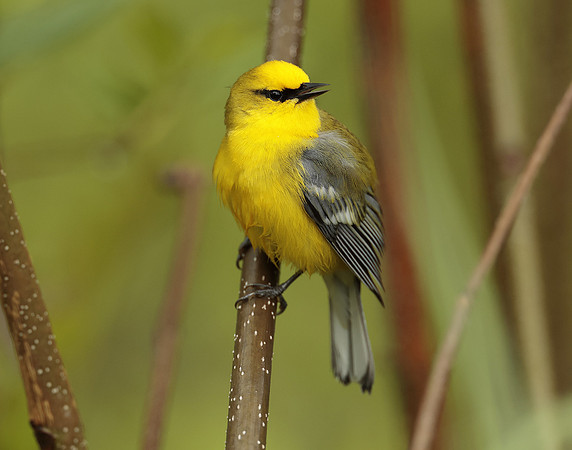 Blue-winged Warbler Vermivora cyanoptera