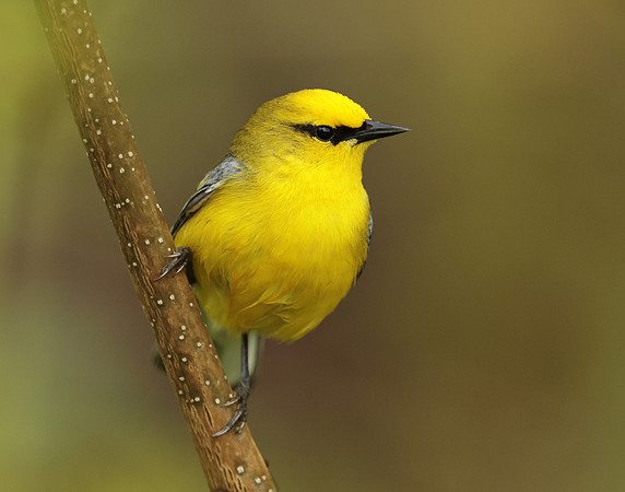 Blue-winged Warbler Vermivora cyanoptera